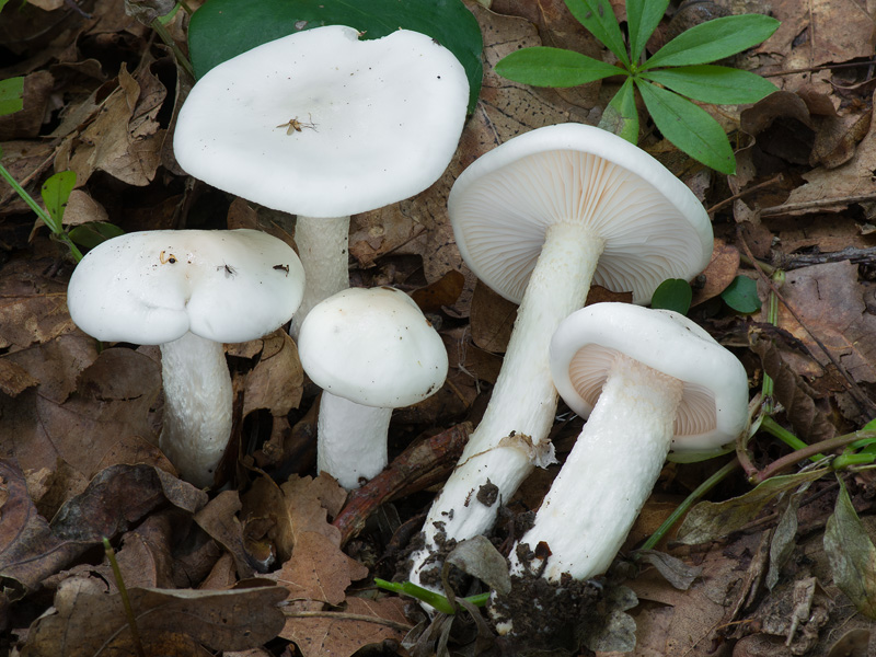 Hygrophorus cossus